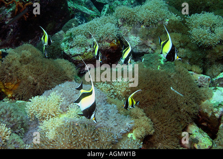 Scuola di Moorish Idols Zanclus cornutus nuota nel campo di fiori di coralli molli Xenia sp Verde Isola Filippine Foto Stock