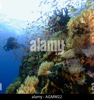 Femmina scuba diver esplora Coral reef Verde Isola Filippine Foto Stock