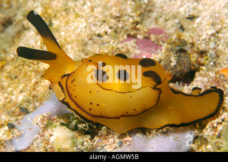 Pleurobranch sidegill slug Berthella martensi mantello dettaglio Puerto Galera Mindoro Filippine Foto Stock