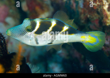 Mimic filefish Paraluteres prionurus imita il nero sellati toby parete Dungan Puerto Galera Mindoro Filippine Foto Stock