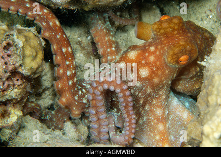 Notte stellata octopus Octopus luteus rovistando sulla barriera corallina di notte Malapascua Cebu Filippine Visayan Mare Foto Stock