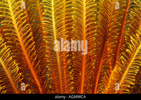 Feather star Oxycomanthus bennetti Monkey beach Puerto Galera Mindoro Filippine Foto Stock