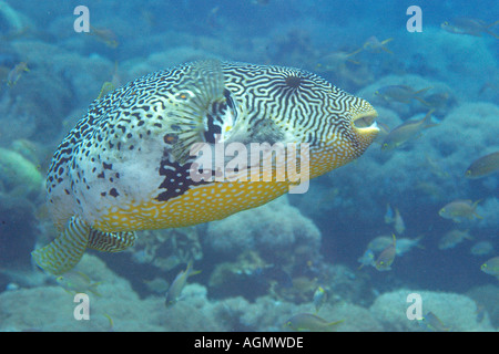 Mappa puffer Arothron mappa Monkey beach Puerto Galera Mindoro Filippine Foto Stock