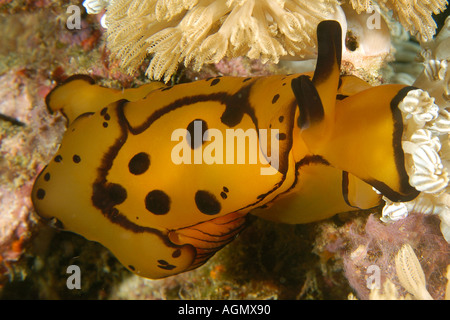 Pleurobranch sidegill slug Berthella martensi Puerto Galera Mindoro Filippine Foto Stock