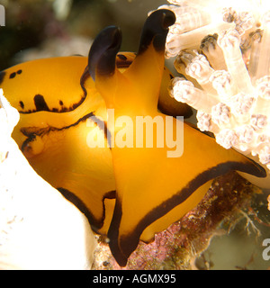 Pleurobranch sidegill slug Berthella martensi Puerto Galera Mindoro Filippine Foto Stock