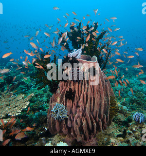 Migliaia di scalefin anthias Pseudanthias squamipinnis passate con il mouse sopra i coralli e spugna canna Puerto Galera Filippine Foto Stock