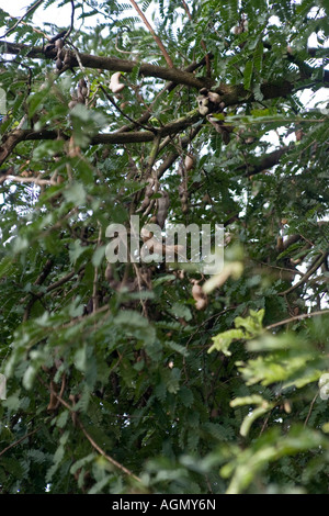 Albero di tamarindo, Tamarindus indica. Veraguas, Repubblica di Panama, America Centrale Foto Stock