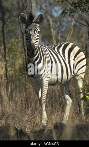 Zebra di Burchells Foto Stock