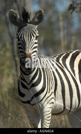 Zebra di Burchells Foto Stock