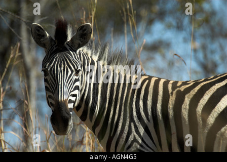 Zebra di Burchells Foto Stock