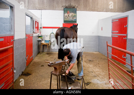 Maniscalco ferratura di un cacciatore inglese cavallo Foto Stock