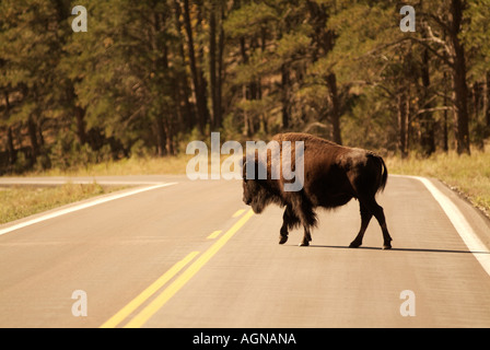 Bisonti americani o buffalo attraversando la strada Foto Stock