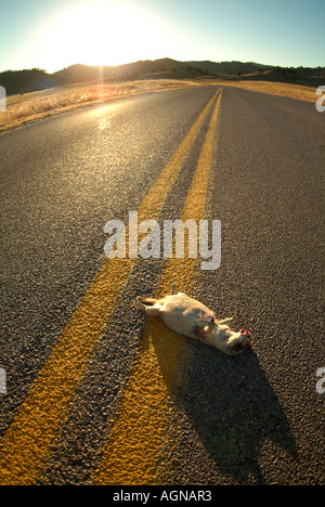 Roadkill di un Nero codato cane della prateria Foto Stock