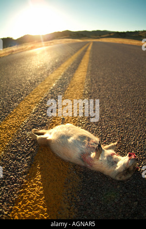 Roadkill di un Nero codato cane della prateria Foto Stock