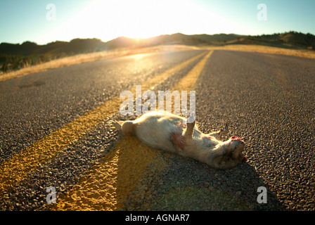 Roadkill di un Nero codato cane della prateria Foto Stock