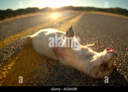 Roadkill di un Nero codato cane della prateria Foto Stock