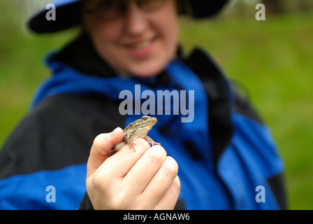 Donna che mantiene un nord di Leopard Frog Rana pipiens chiamato anche il prato o erba Rana Foto Stock