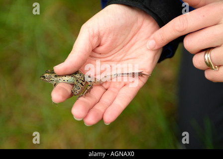 Donna che mantiene un nord di Leopard Frog Rana pipiens chiamato anche il prato o erba Rana Foto Stock