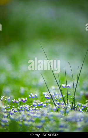 Blue Eyed Maria fiori e wild onion a Giant Città Stato Park Illinois Foto Stock