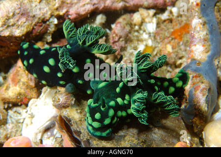 Coppia di nudibranchi Nembrotha cristata Gato Island Cebu Filippine Foto Stock