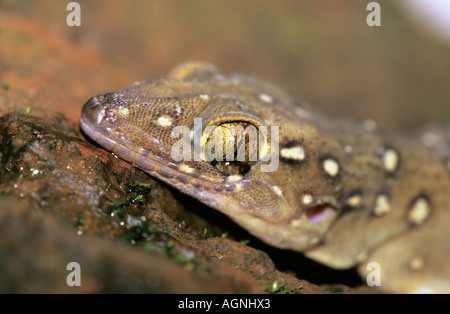 BOMBAY FOGLIA-TOED GECKO PRASAD'S GECKO, Hemidactylus prashadi, i Ghati Occidentali, INDIA Foto Stock