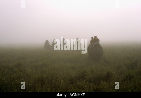 La mattina presto elefante in Kaziranga, Assam, India Foto Stock