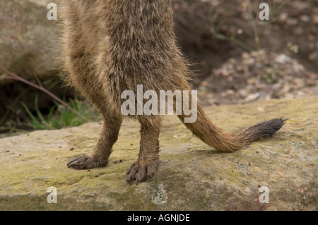Meerkat gambe con piedi fangosi, Zoo di Edimburgo, Scozia Foto Stock