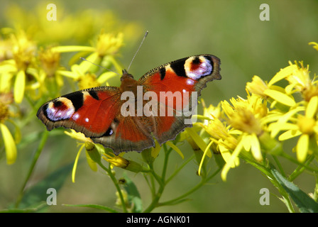 Unione farfalla pavone Foto Stock