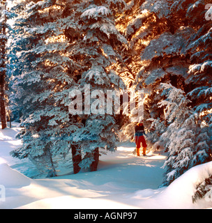 Cross country sciatore visto tra neve coperti di alberi in un remoto paese indietro il sentiero della cascata montagne di Oregon Foto Stock