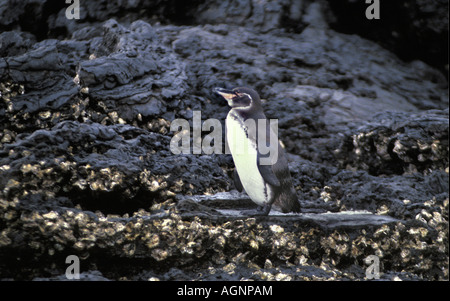 Ecuador Galapagos Penguin permanente sulla roccia Foto Stock