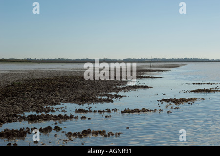 Ostriche in Pyfleet Creek Colchester Essex REGNO UNITO Foto Stock