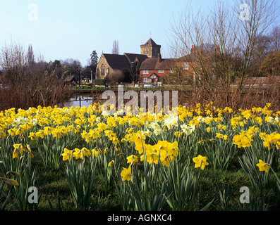 Giunchiglie da CHIDDINGFOLD LAGHETTO nella stagione primaverile. Chiddingfold Surrey in Inghilterra UK Europa Foto Stock