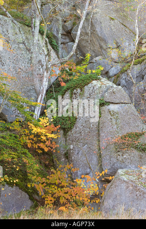 Piante che crescono su di una scogliera in grande proprietà di battuta in Gloucester Massachusetts USA Foto Stock