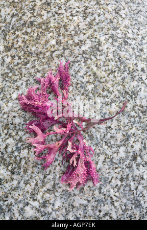 Le alghe lavato su roccia grigio Foto Stock