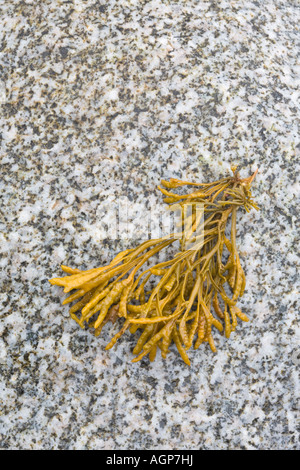 Canale di alghe wrack lavato su roccia grigio Foto Stock