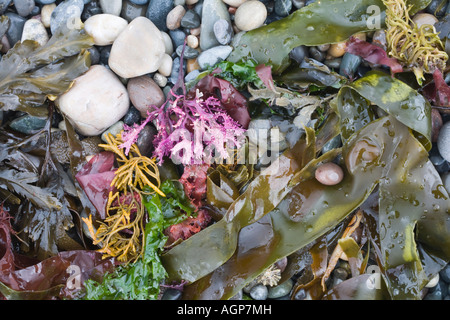 Selezione dei vari tipi di alghe marine lavato fino sulla spiaggia rocciosa dopo la tempesta, Foto Stock