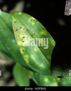 Alternaria che macchia di foglia Alternaria sp su coltivati foglia orchid Thailandia Foto Stock