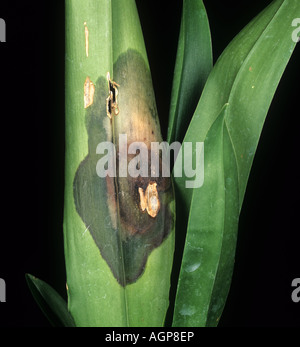 Phytophthora marciume nero Phytophthora palmivora su un coltivato orchidee leaf Foto Stock