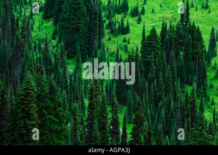 I pini ai piedi delle colline della Mt. Rainier National Park, Washington, Stati Uniti d'America Foto Stock