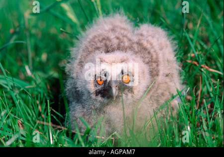 Gufo di palude Foto Stock