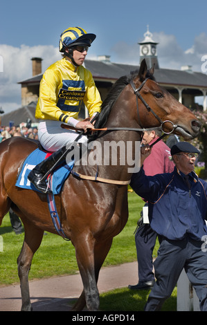 Cavallo essendo portato intorno all'anello di parata di fronte al vecchio edificio in tribuna a Doncaster Racecourse, nello Yorkshire, Inghilterra, Regno Unito Foto Stock