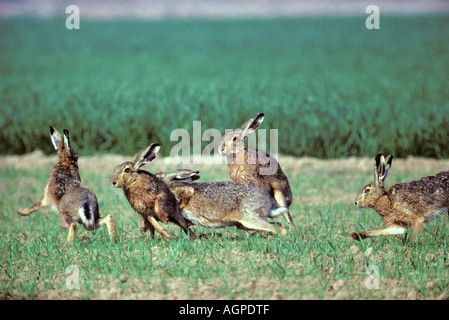 Brown Lepre / Europea Lepre Foto Stock