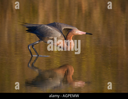 Stati Uniti d'America, Florida, Ft. Myers Beach, rossastro garzetta (Egretta rufescens) riflesso in acqua e si prepara a prendere il via. Foto Stock