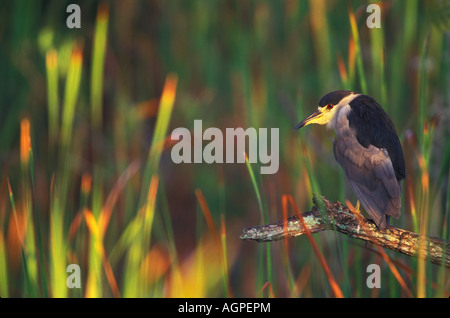 Stati Uniti d'America, Florida Everglades National Park, Shark Valley. Nitticora appollaiato sul lembo di albero tra i giunchi. Foto Stock