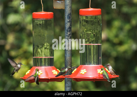 Ruby-throated Hummingbirds archilochus colubris sugli alimentatori a terra tra i laghi in Kentucky Foto Stock