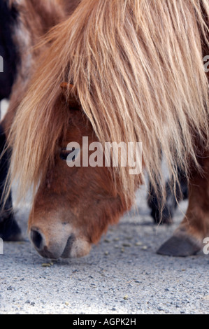 Testa di pony Foto Stock