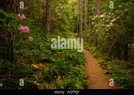 Rododendri lungo la Tubal Caino Mine Trail a Washington la Penisola Olimpica. Foto Stock