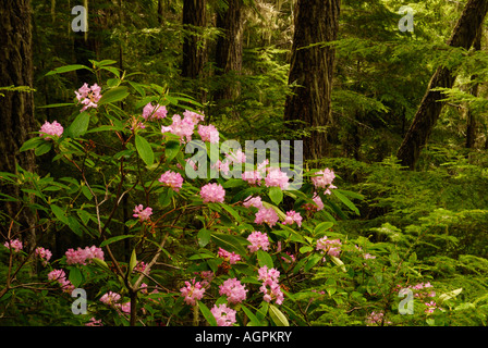 Rododendri lungo la Tubal Caino Mine Trail a Washington la Penisola Olimpica. Foto Stock