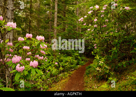 Rododendri lungo la Tubal Caino Mine Trail a Washington la Penisola Olimpica. Foto Stock