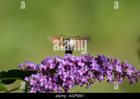 Colibrì Hawk-moth Foto Stock